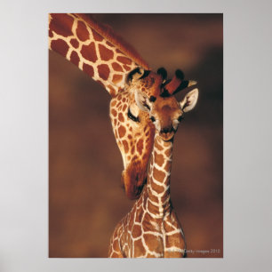 Poster Girafa adulta com vitelo (Girafa camelopardalis)