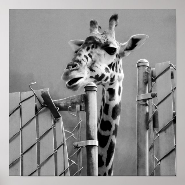 Pôster Girafa atrás da cerca Black & White Photoshop (Frente)