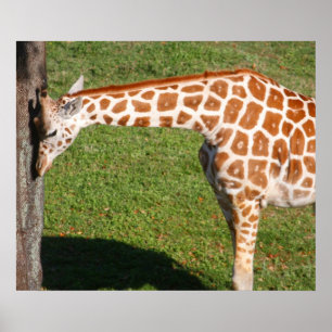 Pôster Girafa Bebê