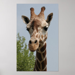 Pôster Girafa bonita