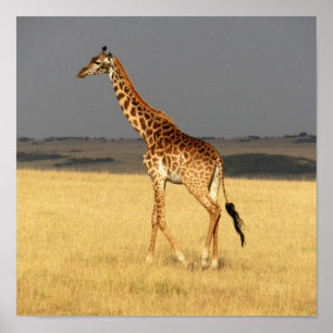 Poster Girafa cheio da África Animais Africanos