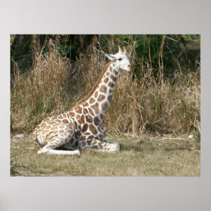 Poster Girafa do bebê