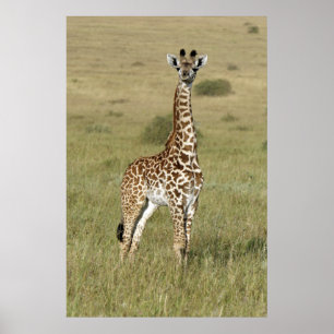 Pôster Girafa do bebê em Nairobi