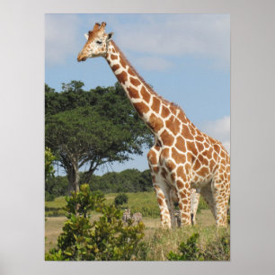 Pôster Girafa elevado de KENYA