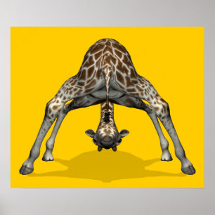 Pôster Girafa ginástico