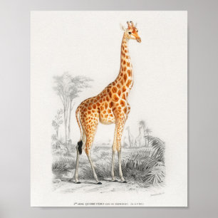 Poster Girafa, ilustração do livro antigo francês 10 x