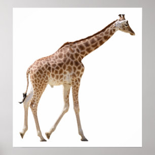 Poster Girafa isolada caminhando
