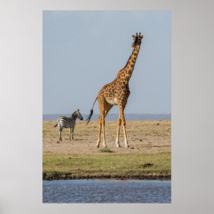 Poster Girafa junto a um poço de água
