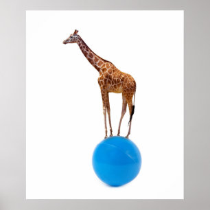 Poster Girafa na bola