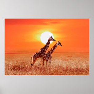 Poster Girafa na savana africana contra o backdro