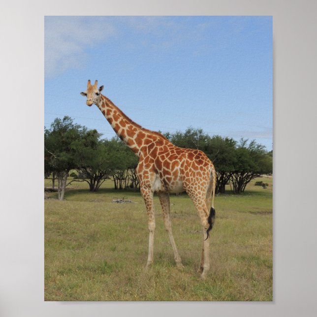 Poster Girafa no Fossil Rim (Frente)