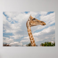 Girafa para Cima