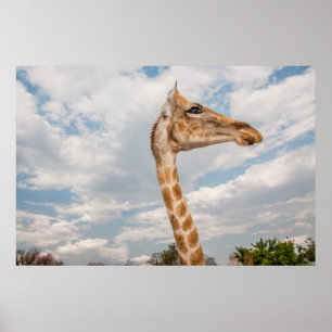 Pôster Girafa para Cima