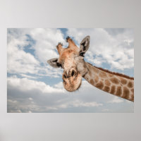 Girafa para Cima