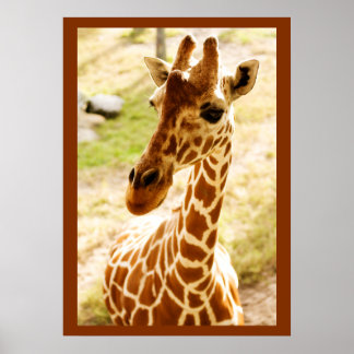 Pôster Girafa para Cima