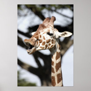 Poster Girafa reticulada de cara engraçada, São Francisco