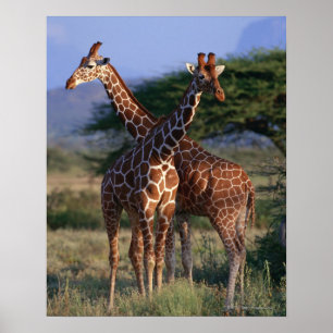 Pôster Girafa Reticulated 2