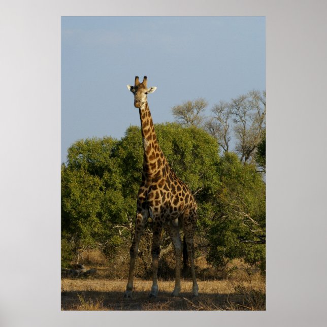 Pôster Girafa sul-africana (Frente)