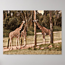 Poster Girafas