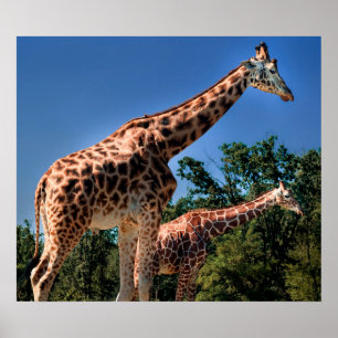 Pôster Girafas