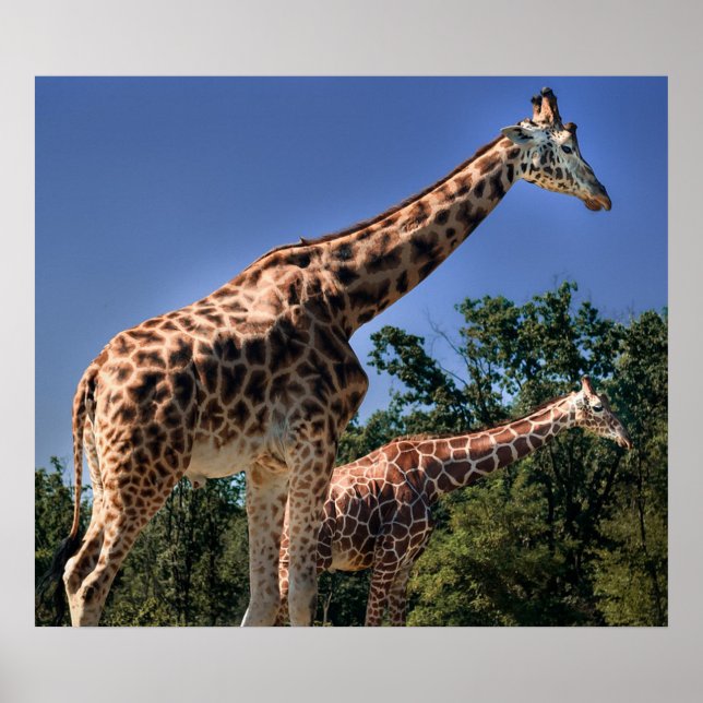 Pôster Girafas (Frente)