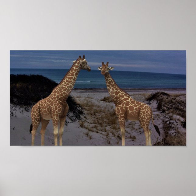 Poster Girafas (Frente)
