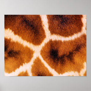 PÔSTER GIRAFAS