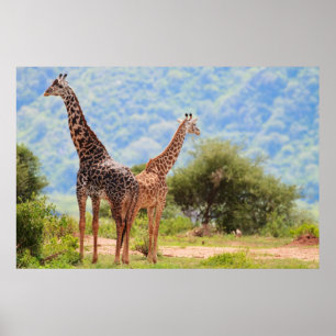 Poster Girafas