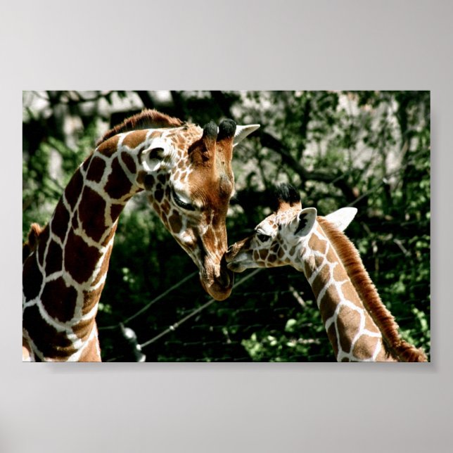 Pôster Girafas (Frente)