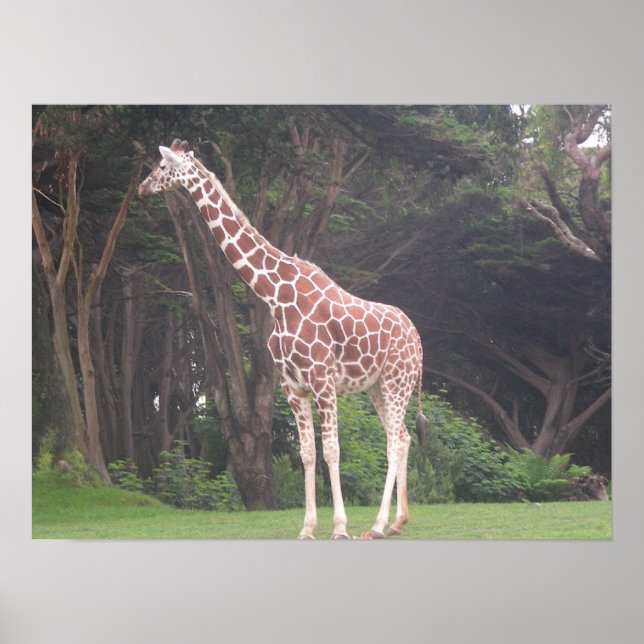Pôster girafas 002 canvas (Frente)