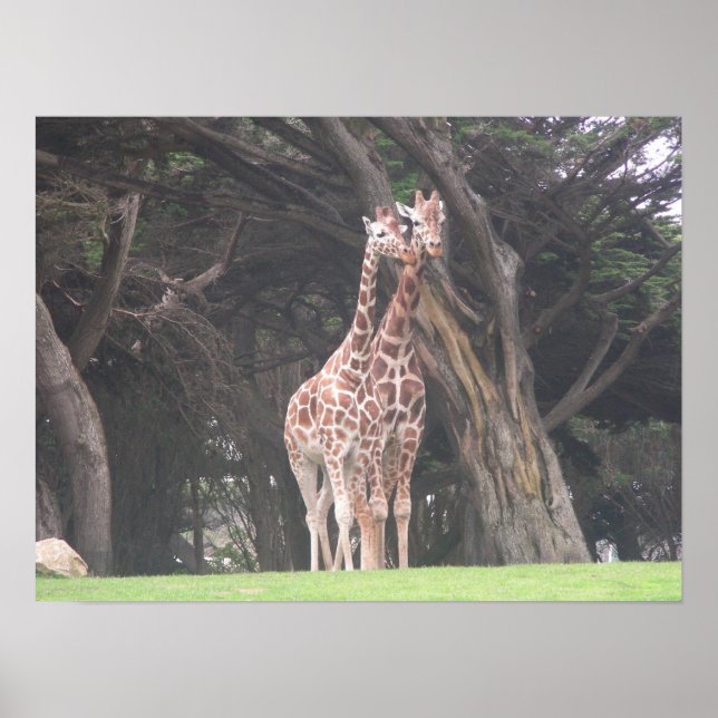 Pôster girafas 003 canvas (Frente)