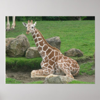 Poster girafas 005 canvas