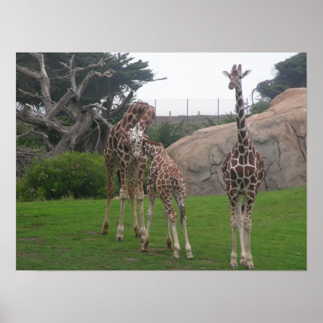 Poster girafas 006 canvas (Frente)