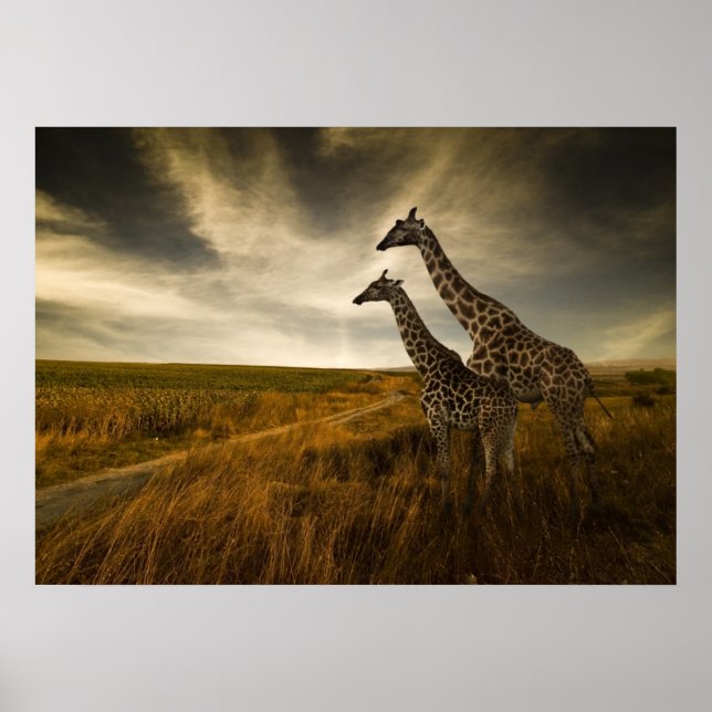 Poster Girafas e a paisagem (Frente)