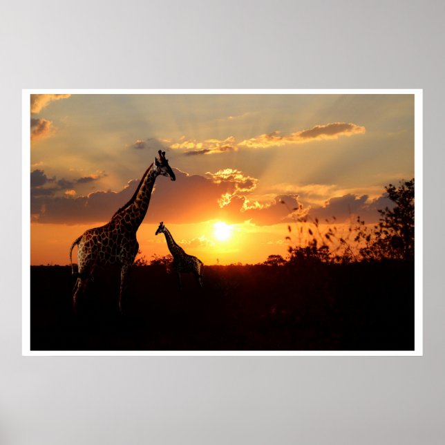 Poster Girafas em um pôr do sol africano (Frente)