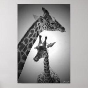 Pôster girafas, mãe e filho