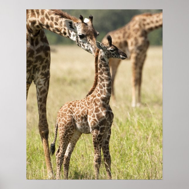 Poster Girafas Masai, Girafa camelopardalis 2 (Frente)