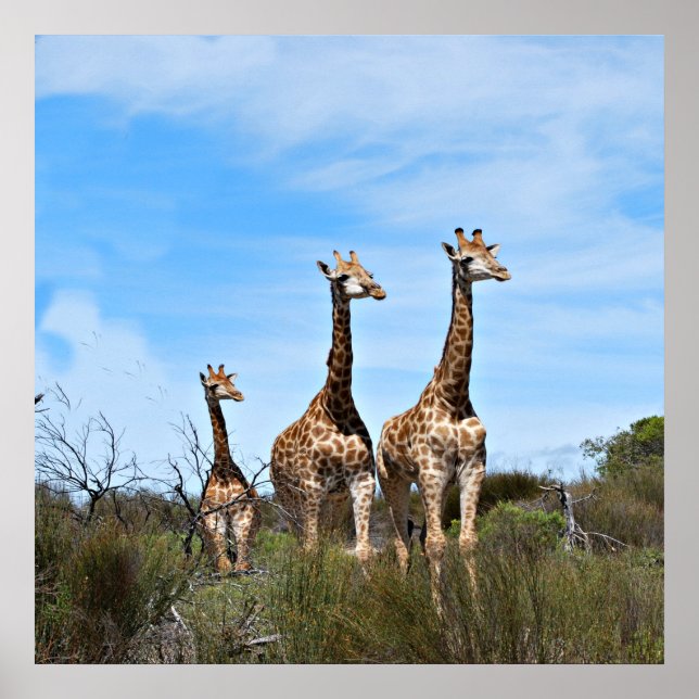 Pôster Girafas na Quietude Celeste (Frente)