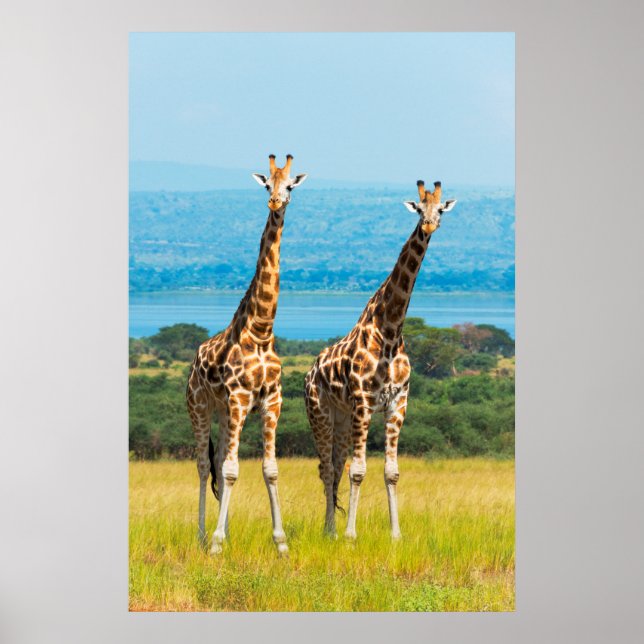Poster Girafas no Savana, Uganda (Frente)