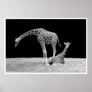 Pôster girafas sob céus africanos no branco do preto da