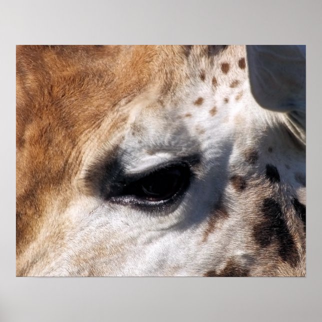 POSTER GIRAFFE (Frente)