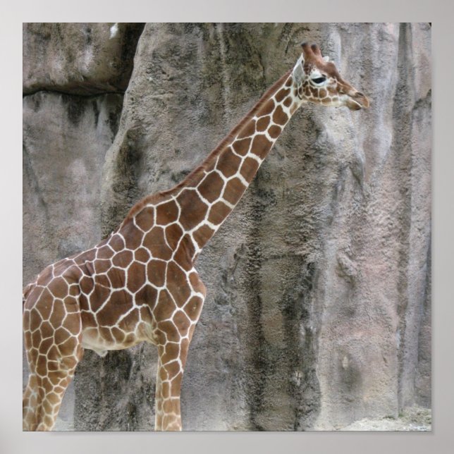 Poster Giraffe 3 (Frente)