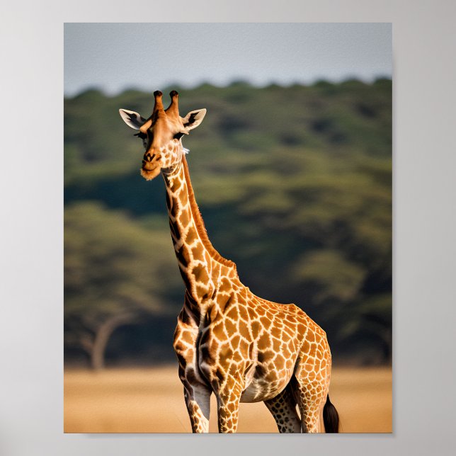 Poster Giraffe de Pé Alto (Frente)