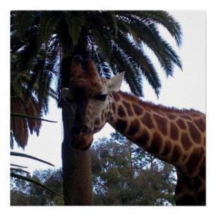 Pôster Giraffe Lookout, Poster