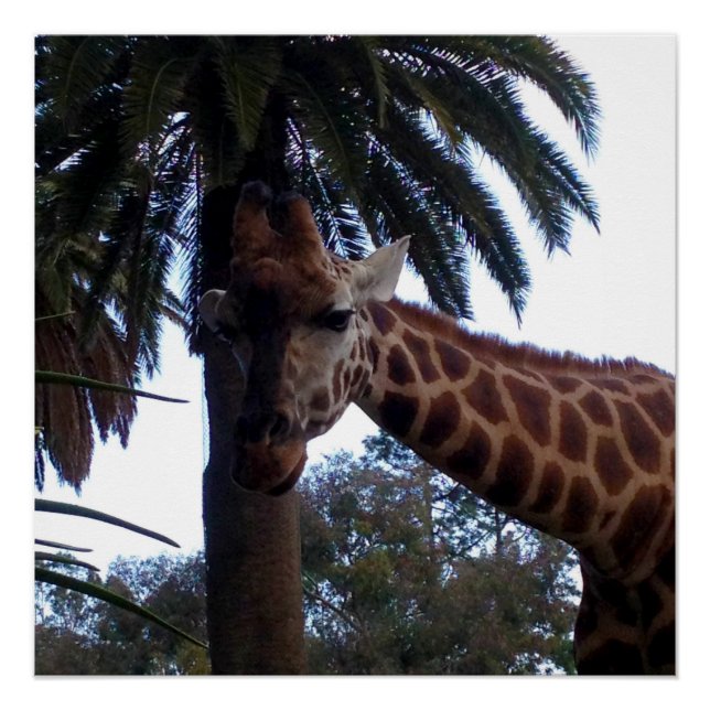 Pôster Giraffe Lookout, Poster (Frente)