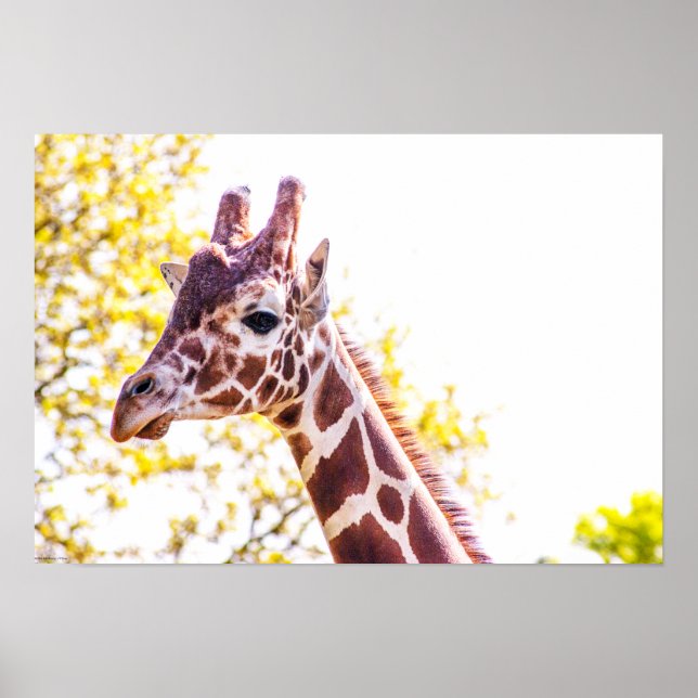 Poster Giraffe Portrait (Frente)