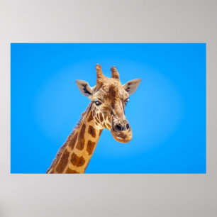 Poster Giraffe Portrait contra o céu