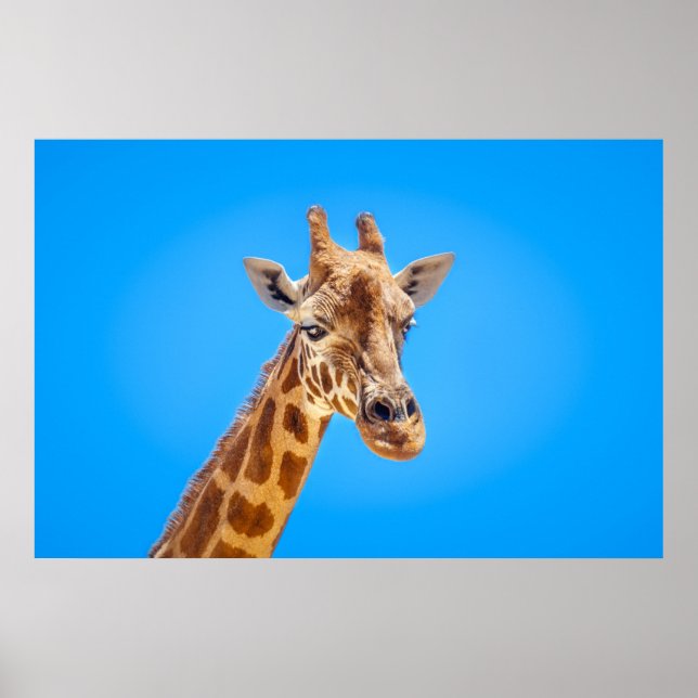 Poster Giraffe Portrait contra o céu (Frente)