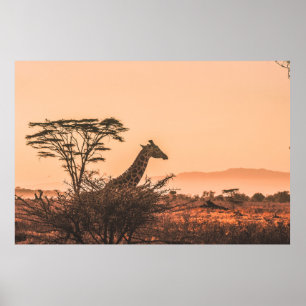 POSTER GIRAFFE PRETO E BRANCO NO CAMPO DE GRAMAS MARAVILH