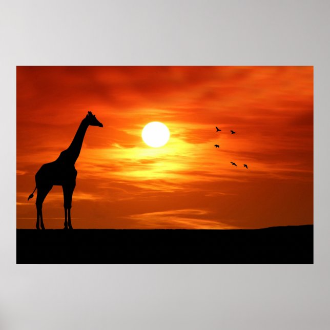 Poster Giraffe Silhouette ao Sunset (Frente)